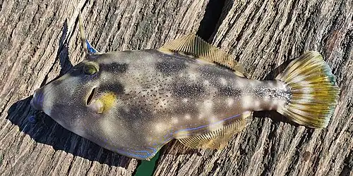M. trachylepis
