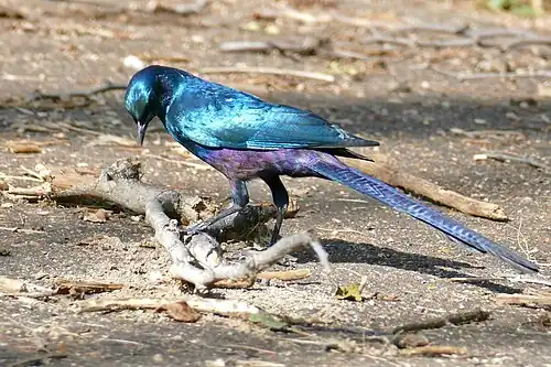 Adult L. m. mevesii in Kruger National Park