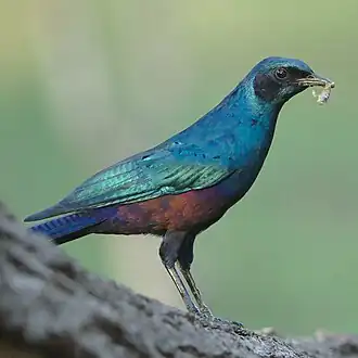 Adult L. m. mevesii showing coppery iridescence on flank plumage