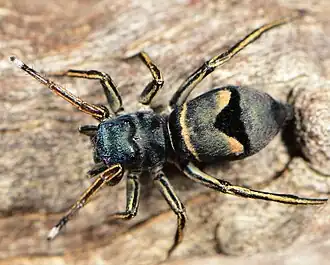 female