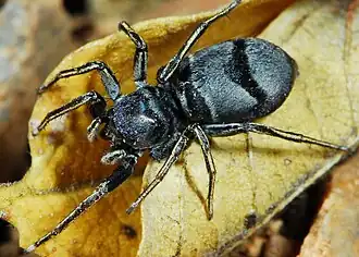female M. elegans