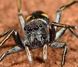 female M. quadrimaculata