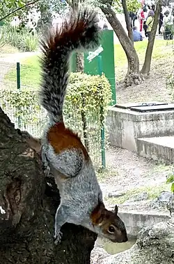 Brown and gray squirrel