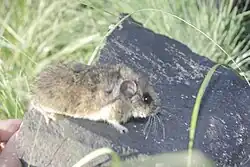 Brown mouse