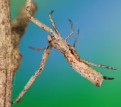 Miagrammopes brevicaudus
