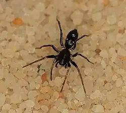M. tersissima