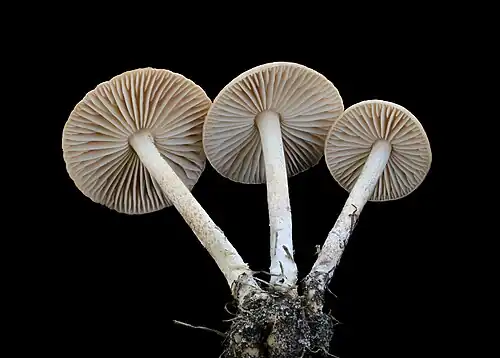Undersides