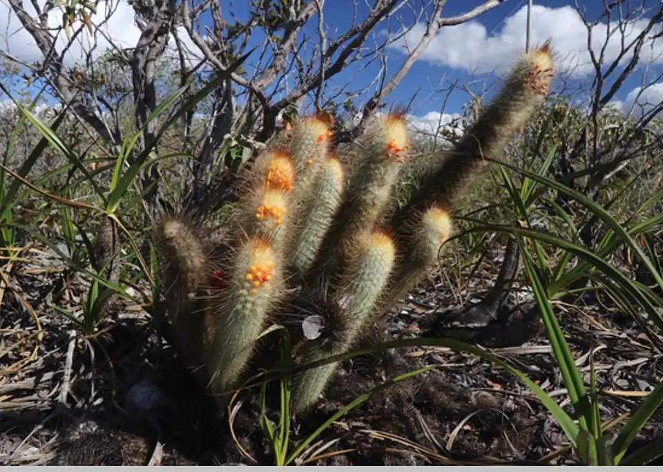 Plant growing in Bahia