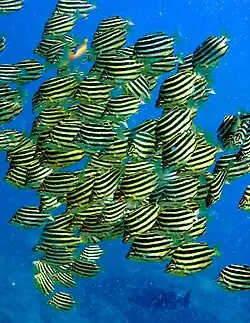 Stripey (Microcanthus strigatus)