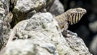 Male