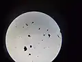 Citizen science: Microscope view of a metallic micrometeorite (pointed eggshape) including a dust mite, De WAR, 2024.