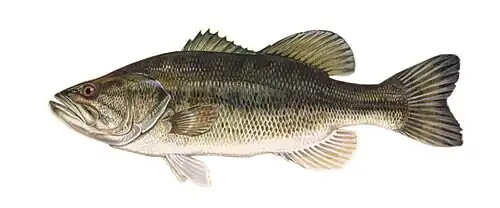 Black Bass (Micropterus)