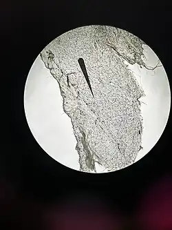 Microscope image of Urtica dioica ~10x