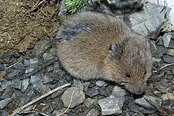 Brown vole