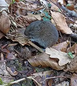 Gray vole