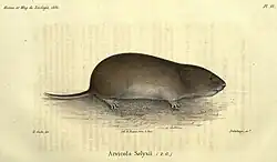 Drawing of brown vole