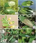 Life history of Micrurapteryx gradatella in Eurasia. 59–60 mines on Vicia amoena 61 abandoned mines on Vicia amoena 62 blotch mines on upperside of the leaves 63–64 pupation on the upperside of the leaf and the cocoon on Lathyrus linifolius. Collection sites: 59–60 Russia, Krasnoyarsk, Yenisei river bank, near village Borovoe, 5.VII.2015 61 Russia, Krasnoyarsk, Yenisei river bank, near Karaulnaya, 26.VI.2015 63–64 Finland, Turku, 18.VI.2014.