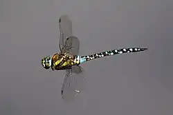 Male in flight