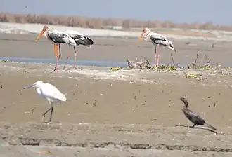 Migratory Birds in Haiderpur Wetland