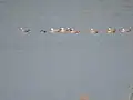Migratory birds at Mirzapur dam