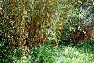 Bamboo