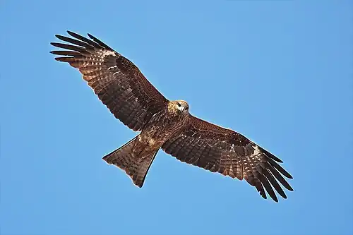 Image 3 Black Kite Photo: Benjamint444 The Black Kite (Milvus migrans) is a medium-sized bird of prey easily identifiable by its angled wing and distinctive forked tail. It is widely distributed through the temperate and tropical parts of Eurasia and parts of Australasia and Oceania, with the temperate region populations tending to be migratory. More selected pictures