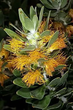 Mimetes chrysanthus