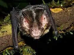 Brown bat