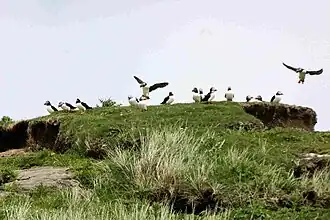 Mingulay birds