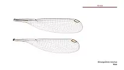 Male Miniargiolestes minimus wings