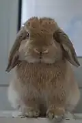 An orange coloured Miniature Lop - Front View