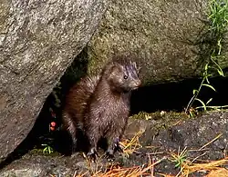 A mink, near Fish Creek