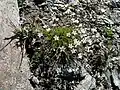 In the Canton of Valais