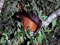 Brown squirrel