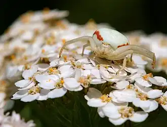 female Misumena vatia