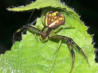M. maculissparsus