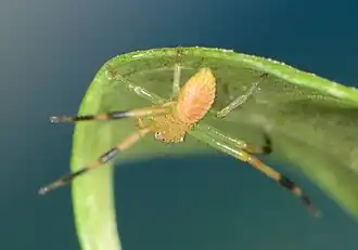 male
