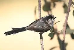 Long-tailed tit A. c. irbii, Jerez de Los Caballeros, Extremadura