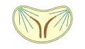 closed intranuclear pleuromitosis