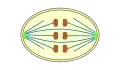 closed orthomitosis