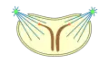 semiopen pleuromitosis