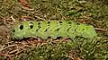 Green colour morph of the larva