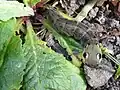 Eye markings of the larva