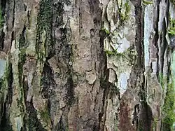 Bark