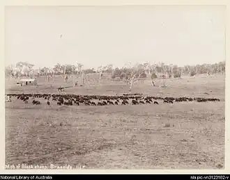 Mob of black sheep, Braeside Homestead, 1894