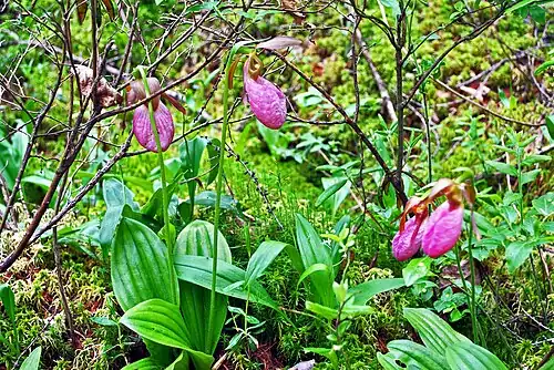 Pink Ladyslippers (Cypripedium acaule) are abundant in Twin Lakes Bog