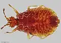 Underwise view of holotype