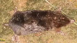 Brown mole