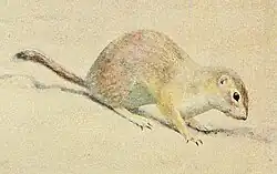 Drawing of brown squirrel