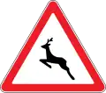 Wild animals